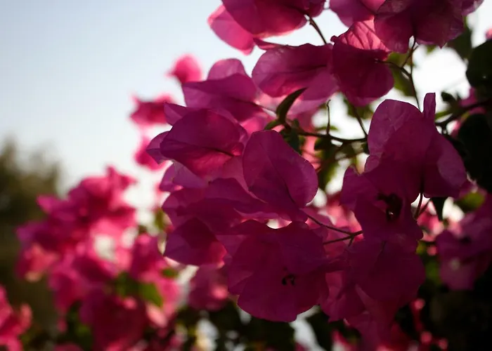 Irini Lejlighedshotel 4*